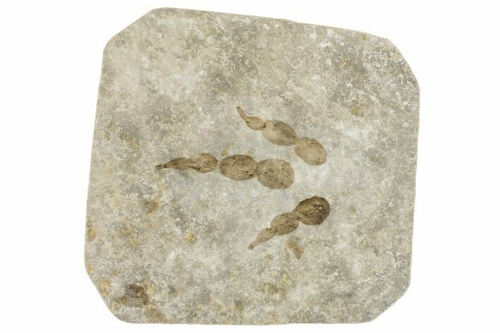 Dinosaur (Grallator) Track - Negative Impression #293138